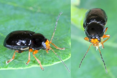 Cryptocephalus sp.